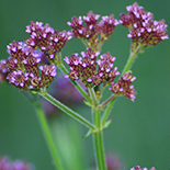 Verbena bonariensis